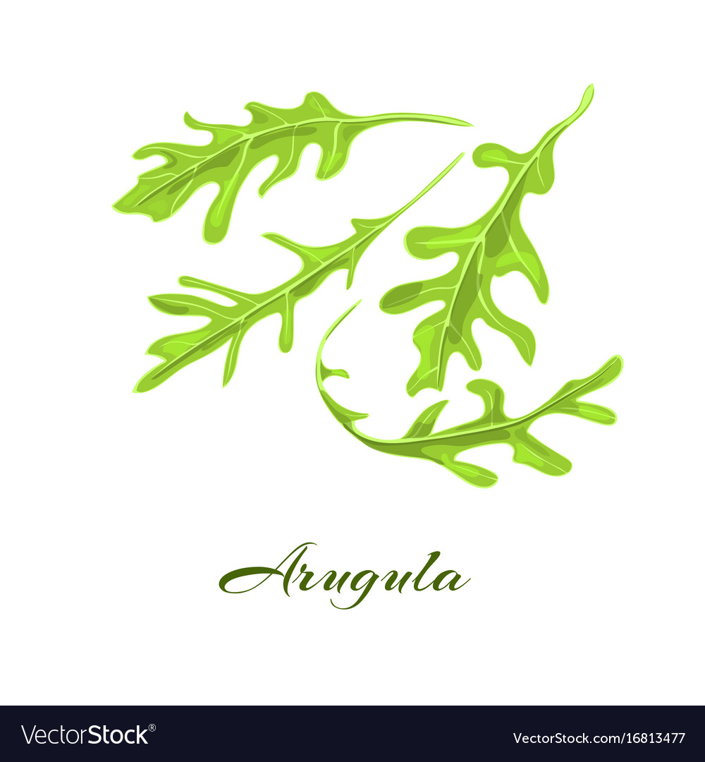 Rucola or arugula herb