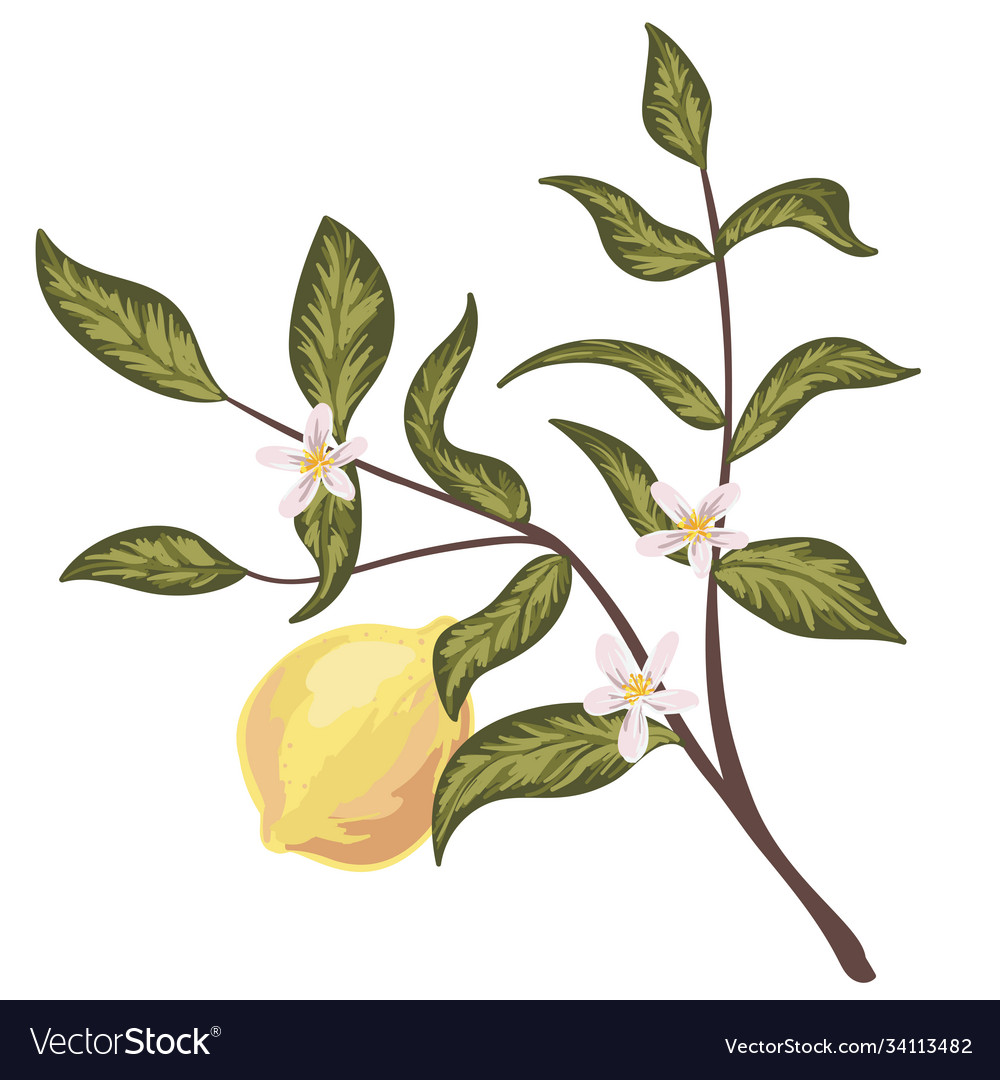 Lemon and branch with flowers bright yellow fruit