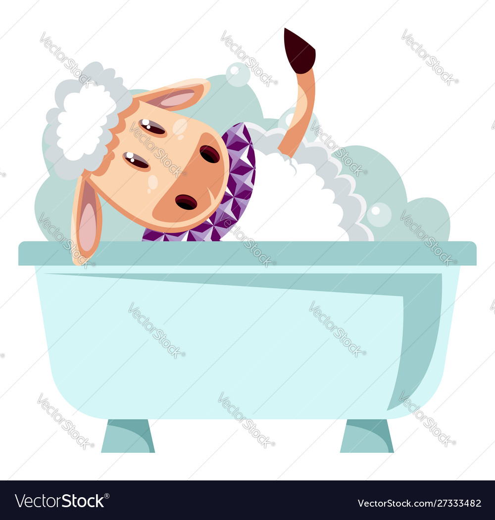 Sheep bathing on white background