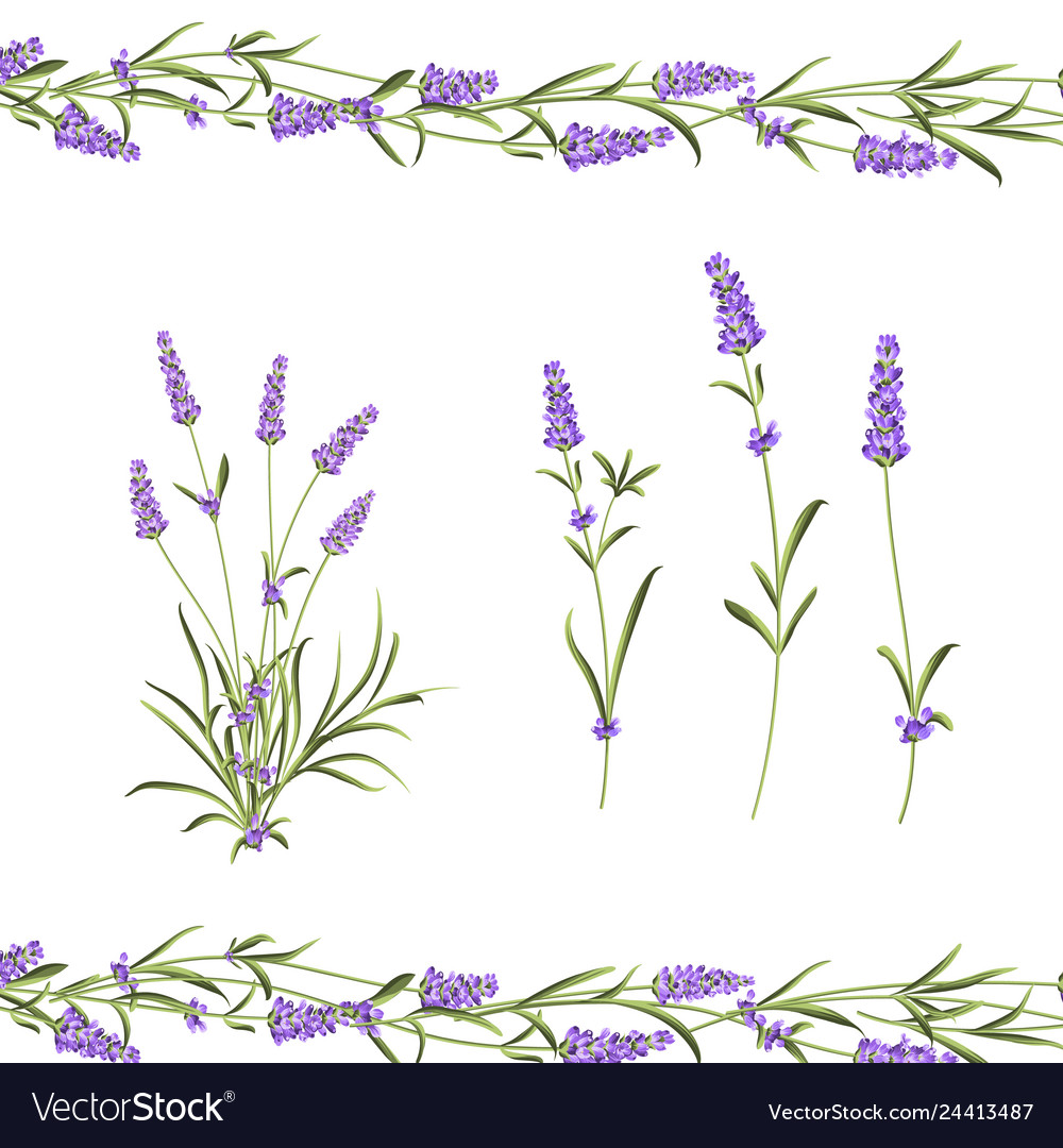 Provence Flowers Collection Set Of Lavender Vector Image