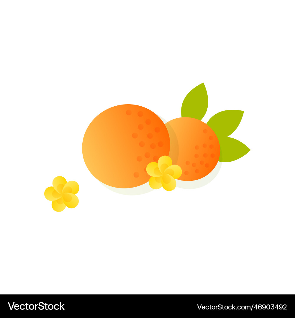 Oranges from fruit tree Royalty Free Vector Image