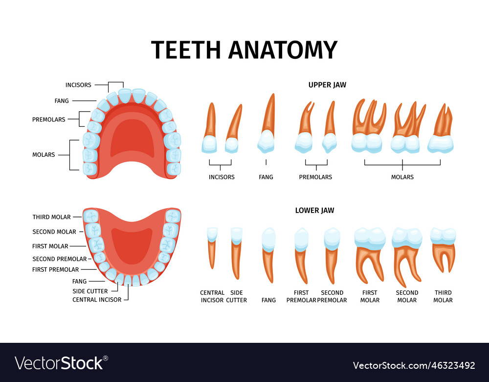 Teeth anatomy chart set Royalty Free Vector Image