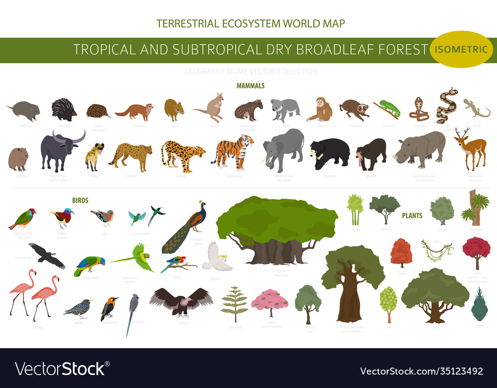 Tropical and subtropical dry broadleaf forest Vector Image