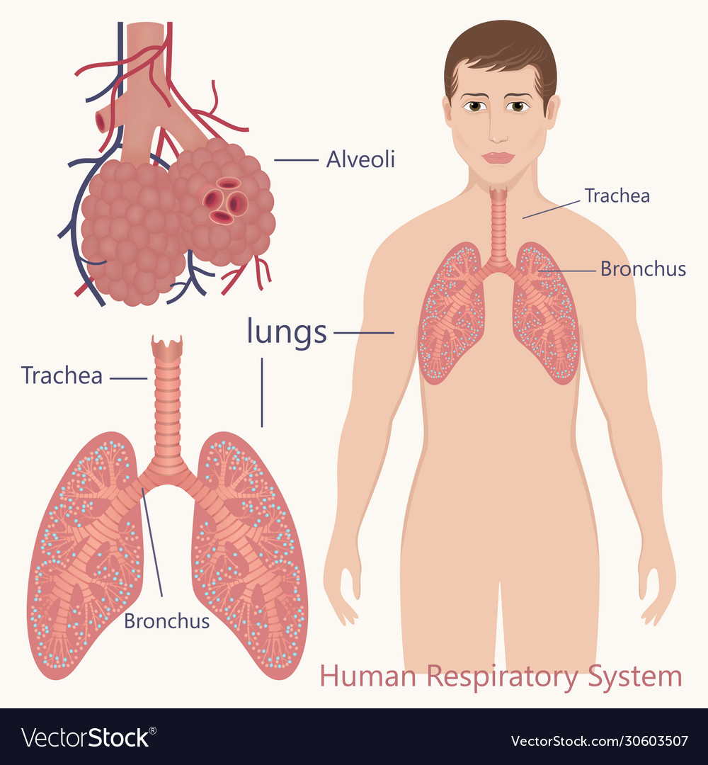 Human respiratory system 02 Royalty Free Vector Image