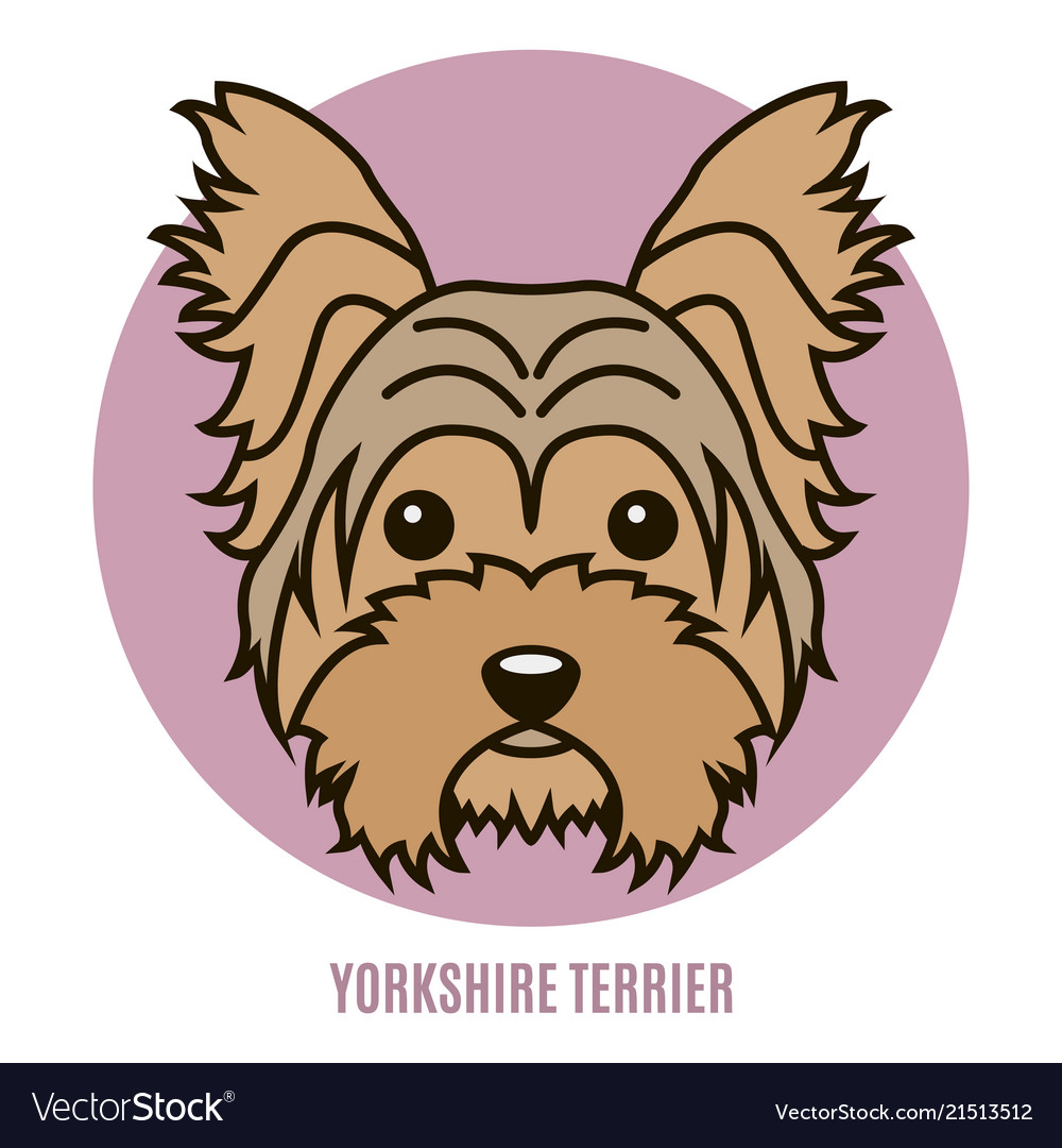 Portrait Of Yorkshire Terrier Royalty Free Vector Image