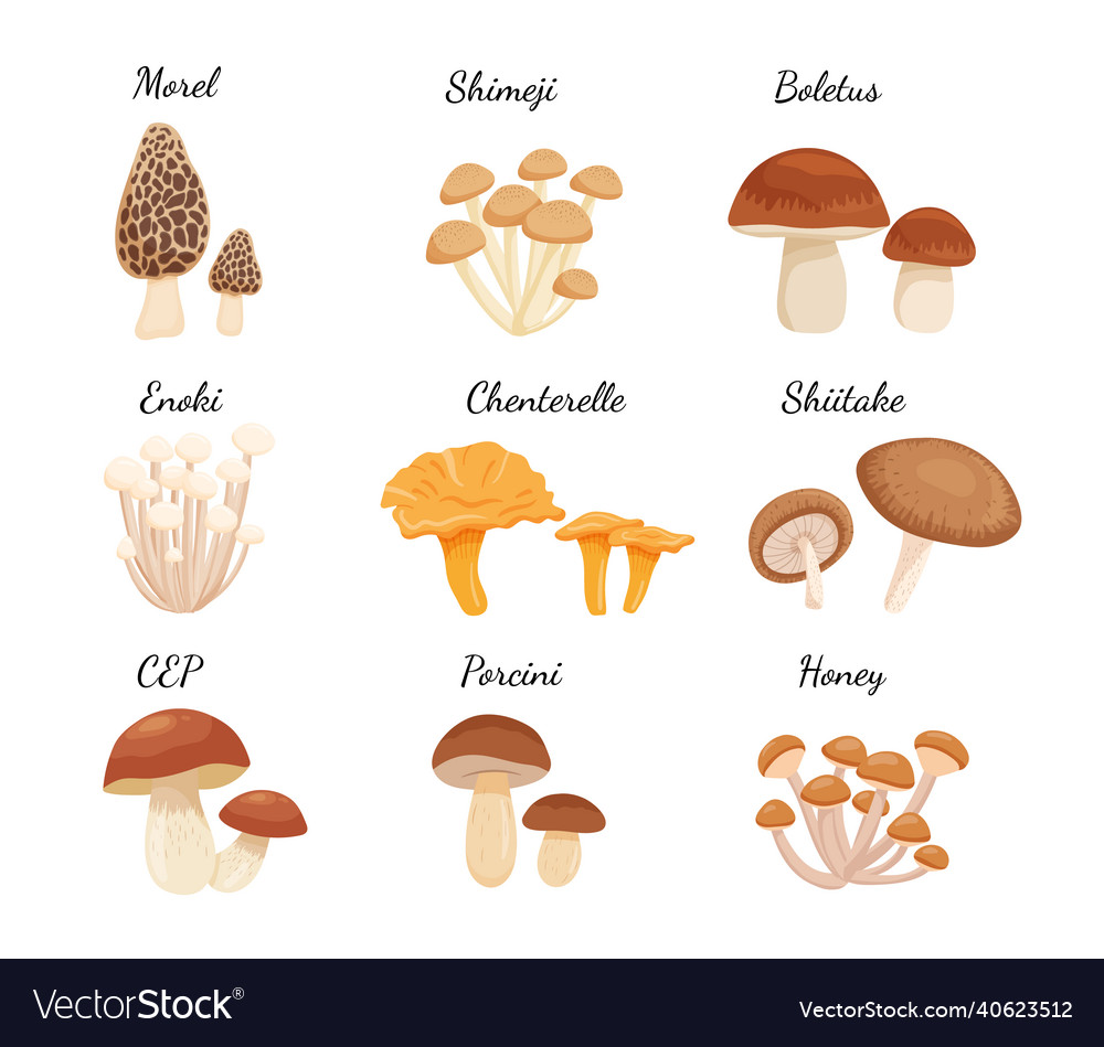 Set of edible fresh whole mushrooms for cooking Vector Image