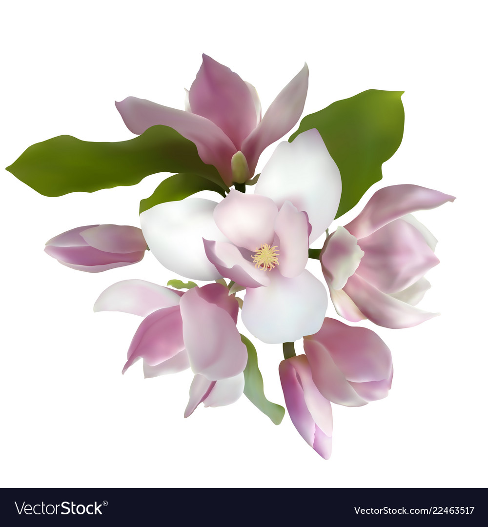 Magnolia bouquet Royalty Free Vector Image - VectorStock