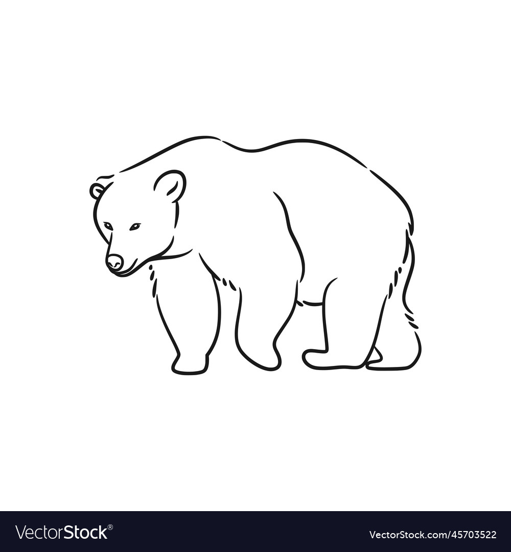 Bear line art drawing Royalty Free Vector Image