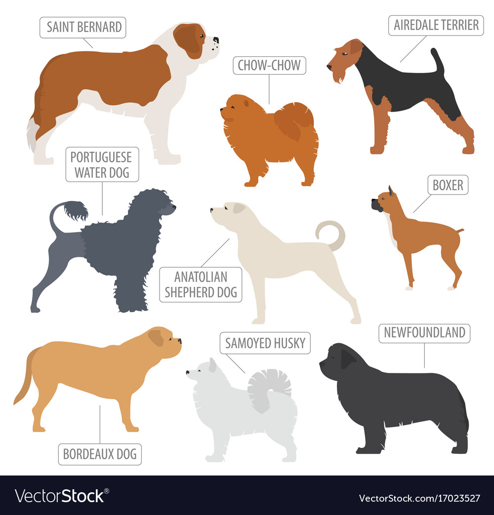 Working watching dog breeds collection isolated Vector Image