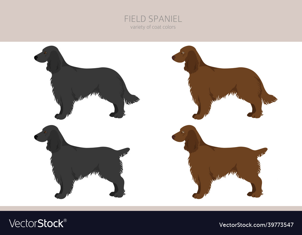 Field store spaniel colors