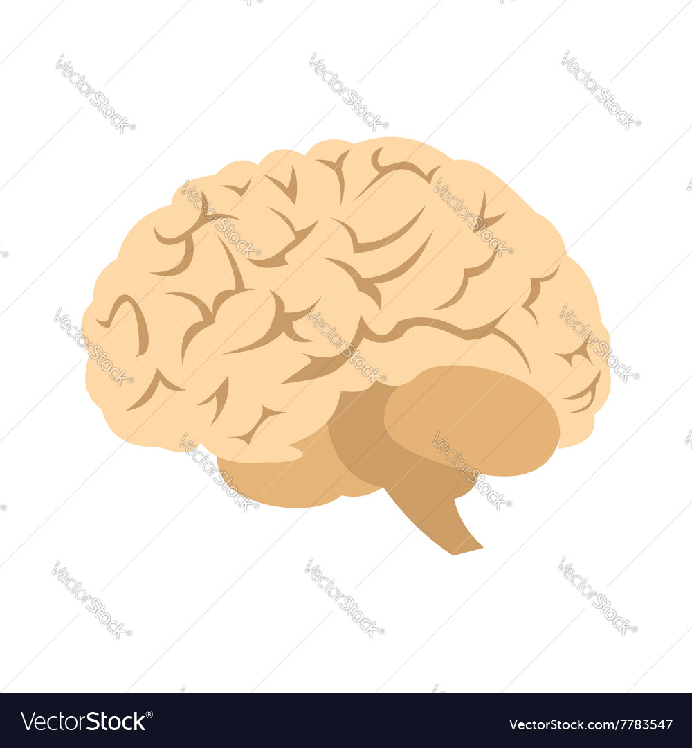 Human brain icon Royalty Free Vector Image - VectorStock