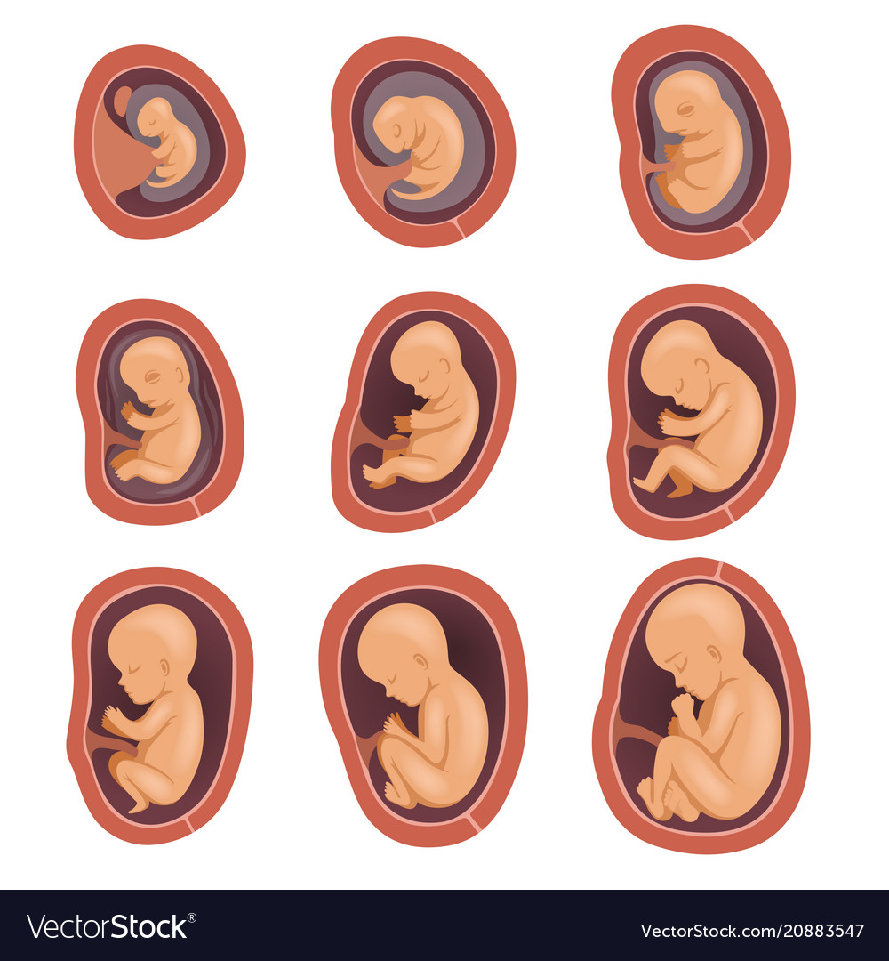 process-of-fetal-development-pregnancy-from-1st-vector-image