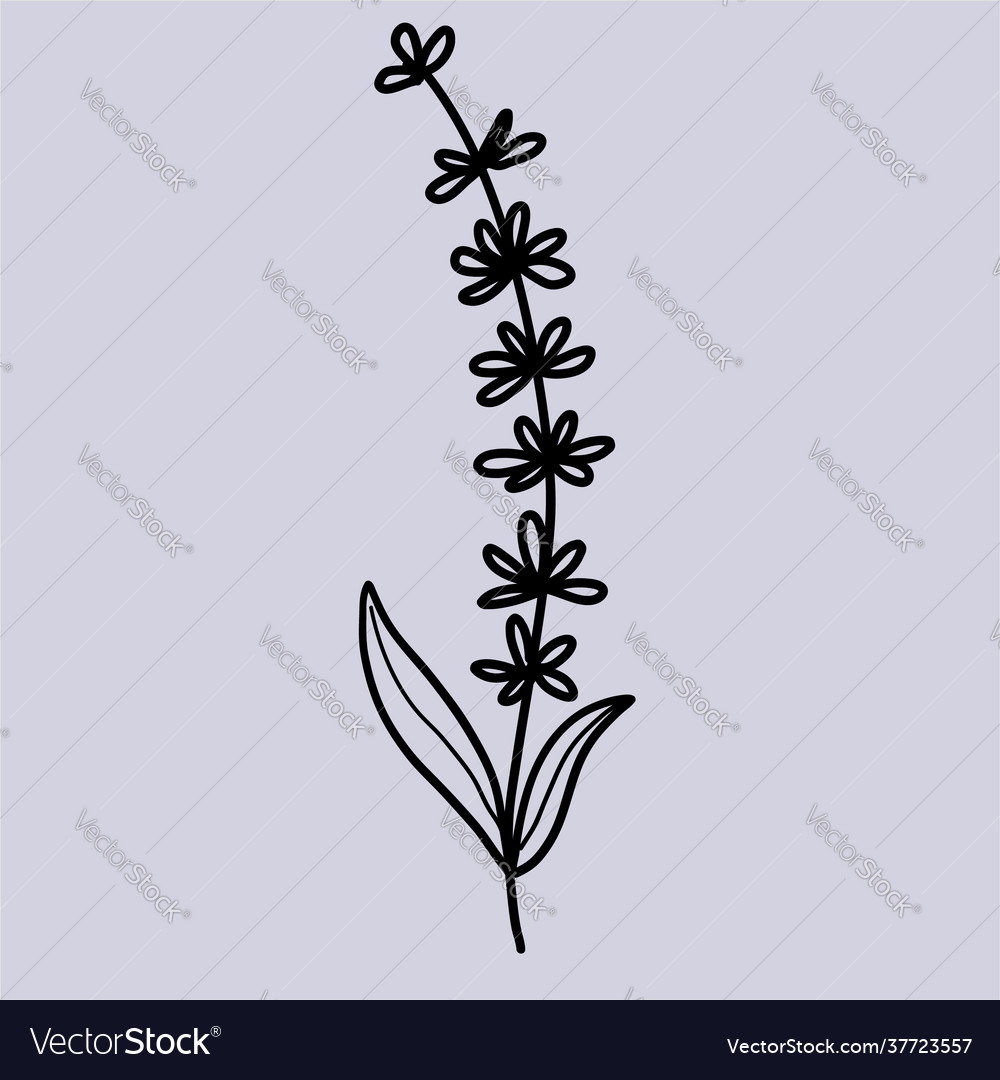 Botanical leaf doodle wild flower line art