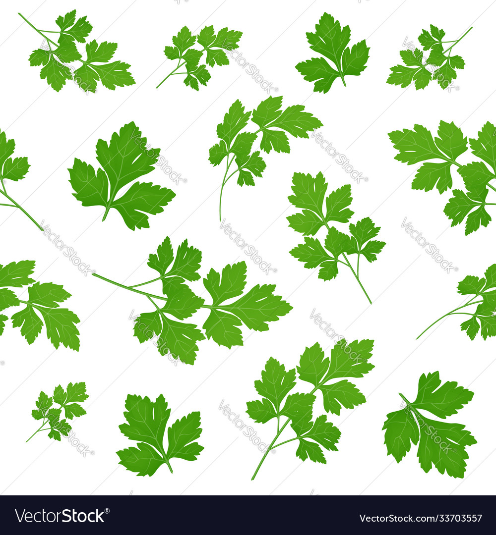 Fresh green parsley leaves on white background