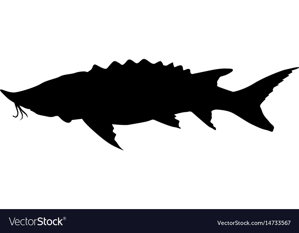 Sturgeon