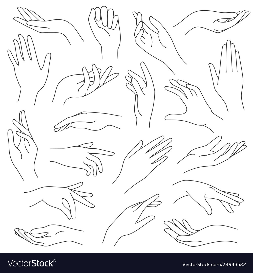 Female Hands Line Outline Elegant Woman Hand Vector Image