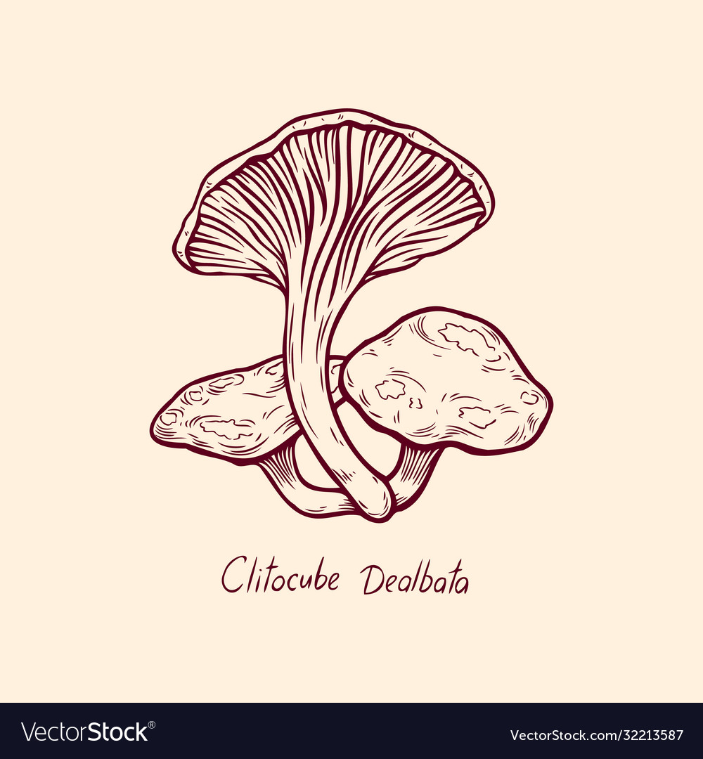 Forest poisonous mushroom clitocube dealbata