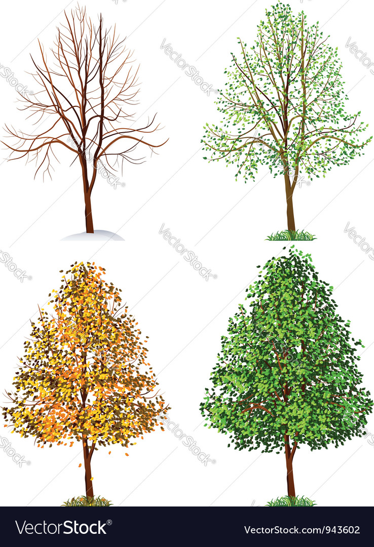 Tree Royalty Free Vector Image - VectorStock