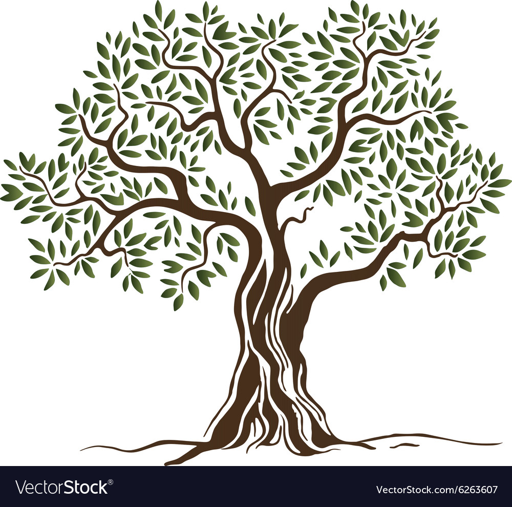 Olive Tree Royalty Free Vector Image - VectorStock