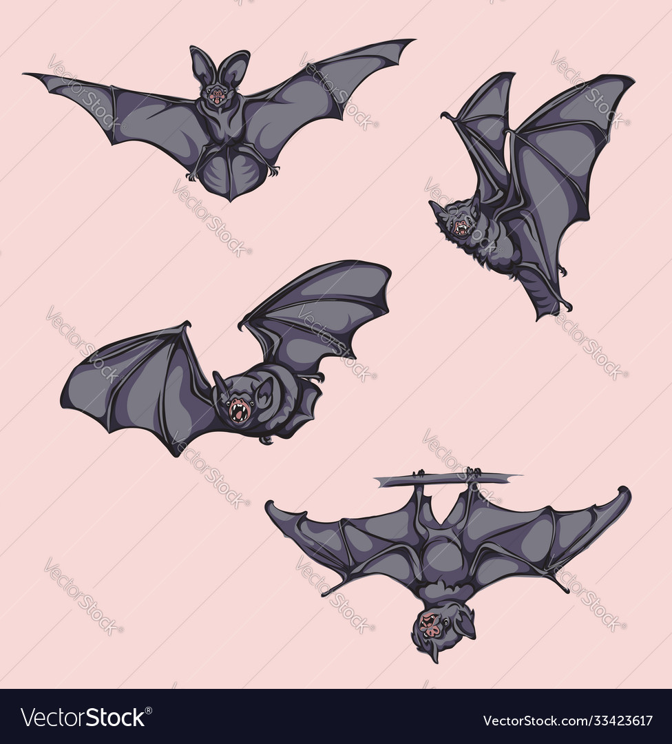 Bat in flight motion color Royalty Free Vector Image