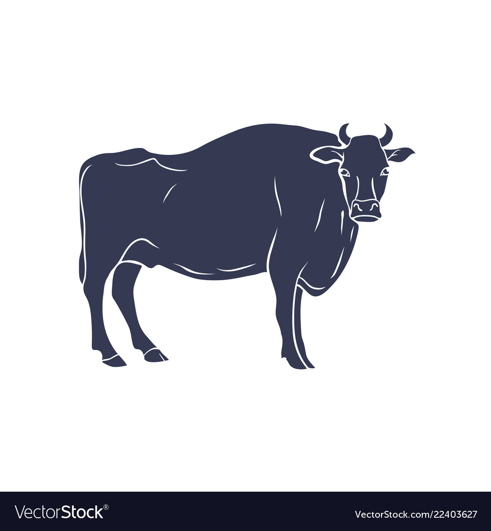 Hand drawn bull isolated on white vector image Hand drawn bull isolated on white