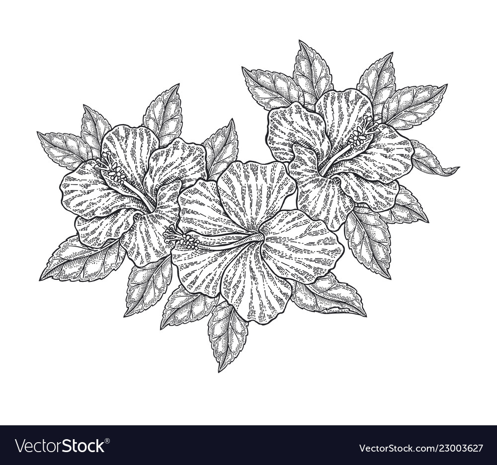 Hibiscus Flowers And Leaves Isolated On White Vector Image