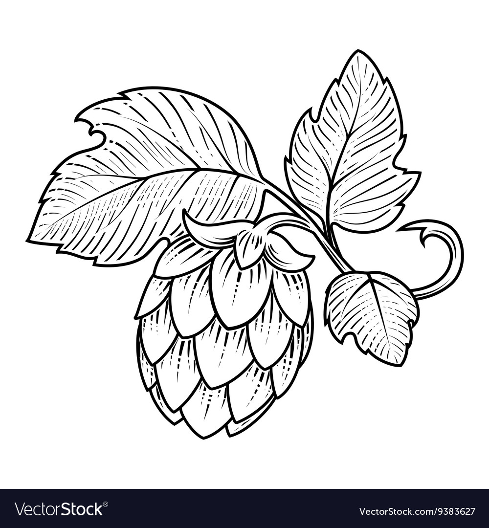 Hops ornament Royalty Free Vector Image - VectorStock