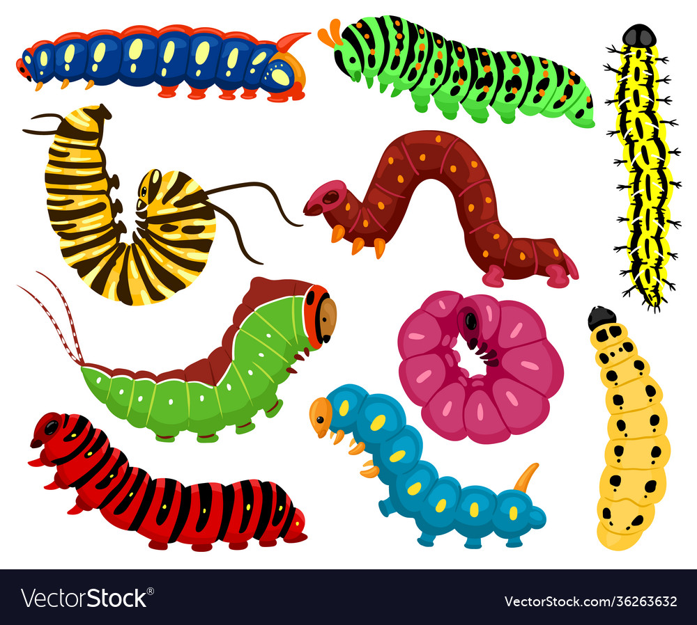 Cartoon caterpillars cute summer insects spring Vector Image