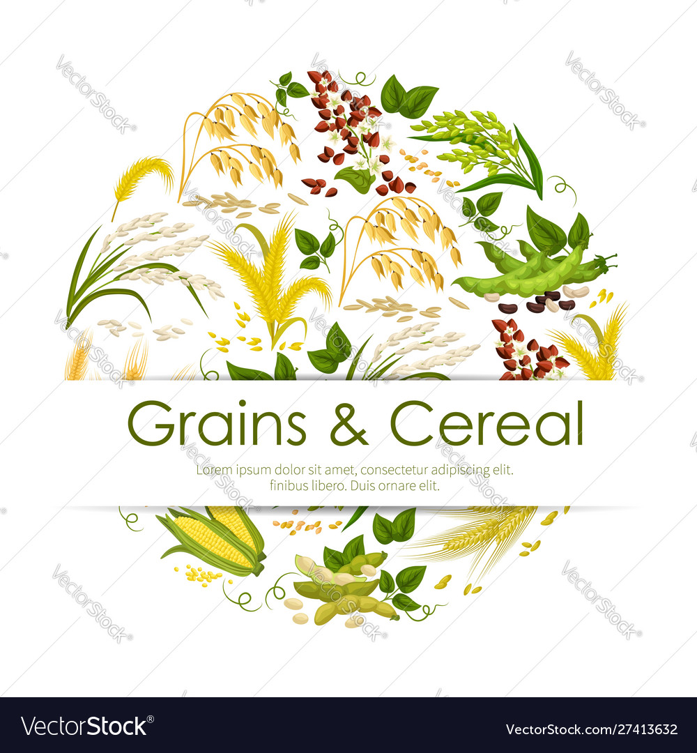 Cereals grain and seeds banner Royalty Free Vector Image