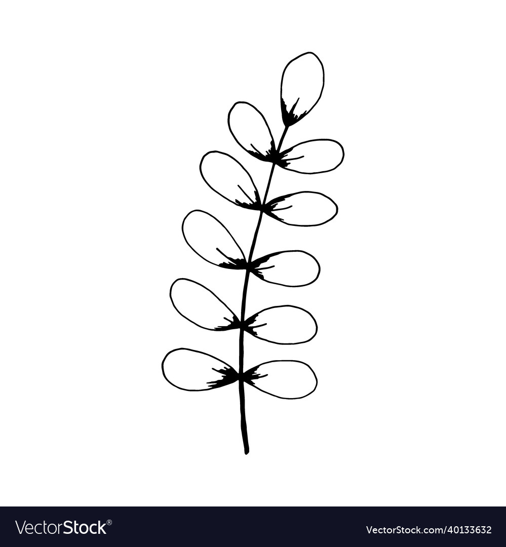 Hand drawn branch with leaves isolated on white