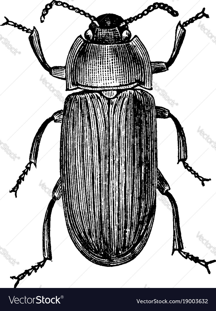 жук скарабей в древнем египте. малый мучной хрущак рисунок. ювелирное искусство древнего египта жук скарабей. жук скоробей из камня кгипет. скарабей (артефакт).