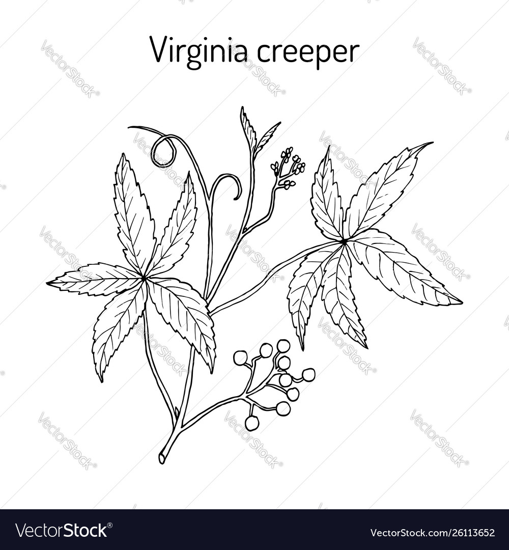 Virginia creeper indigofera tinctoria or five