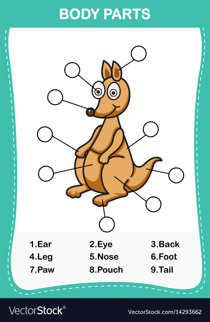 Kangaroo Vocabulary Part Of Body Royalty Free Vector Image