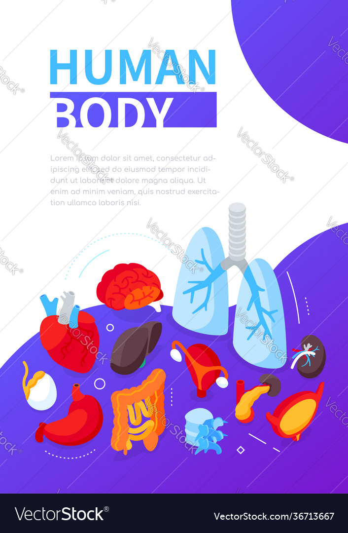 Human body - modern colorful isometric web banner Vector Image