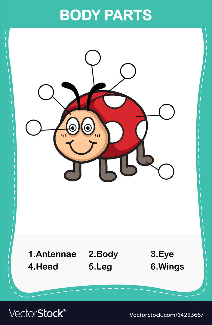 Lady bug vocabulary part of body Royalty Free Vector Image