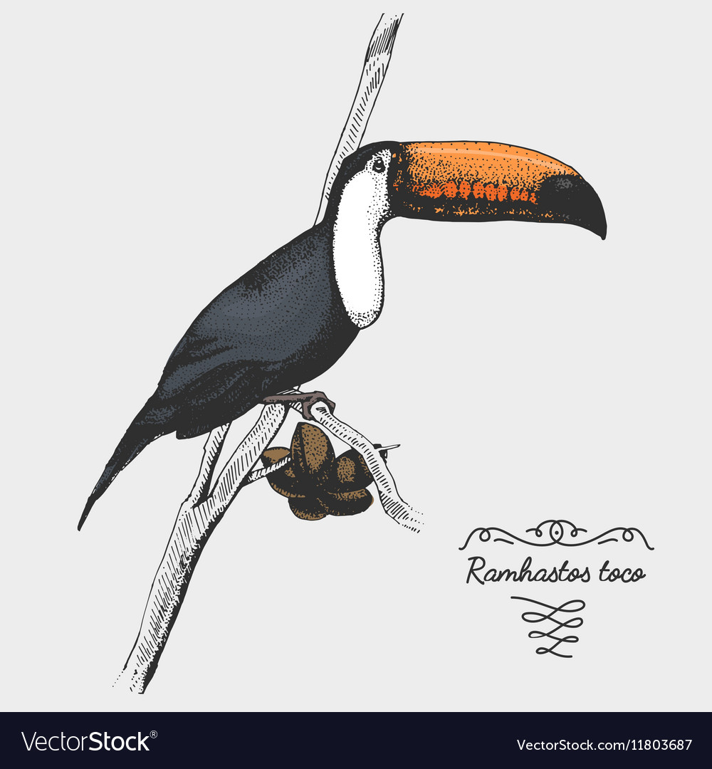 Hand Drawn Realistic Bird Sketch Graphic Vector Image