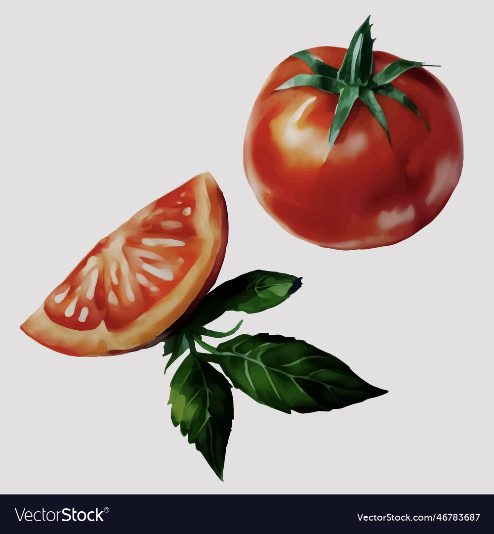 Red ripe realistic tomato and slices set