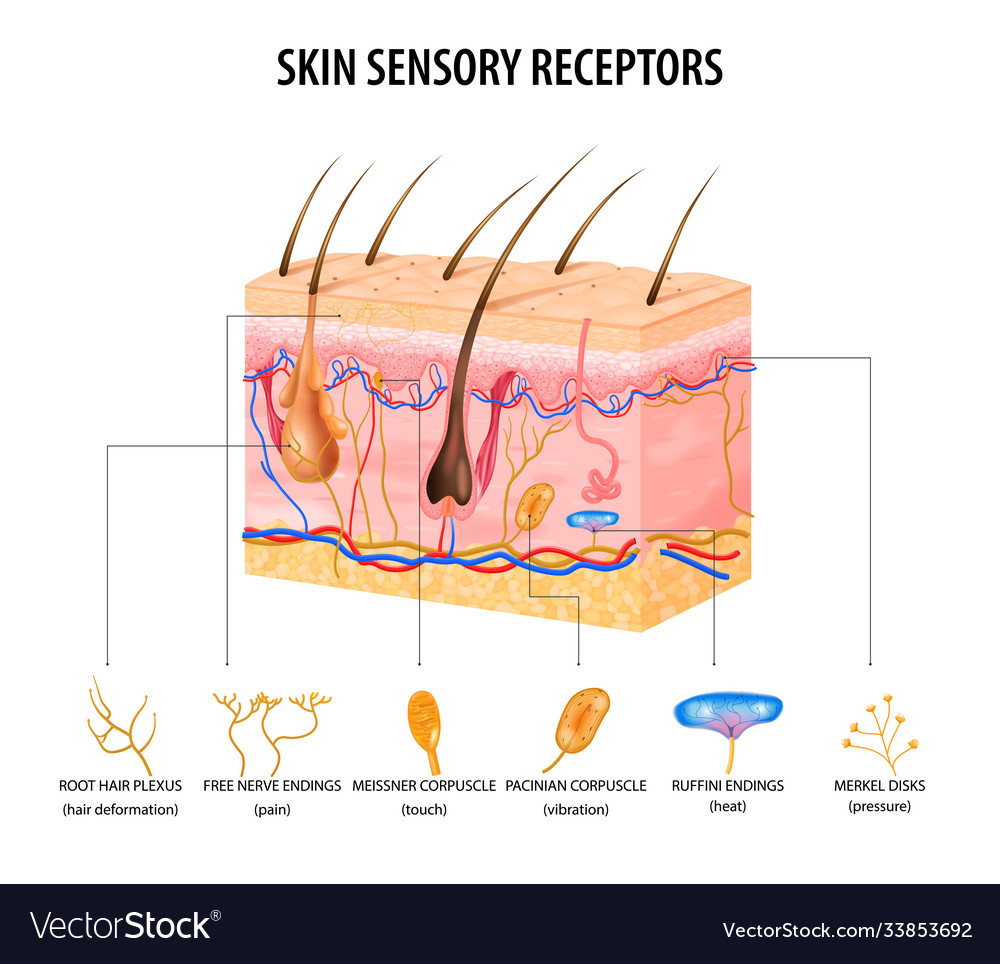 free nerve endings function