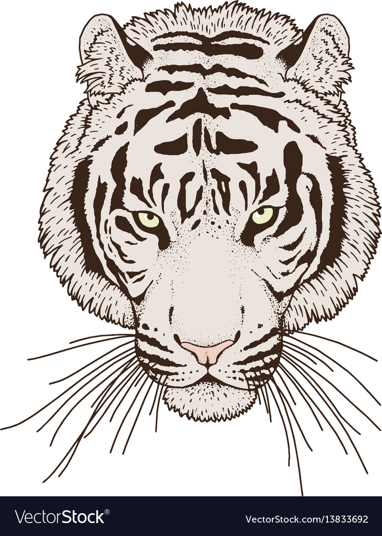 Tiger head Royalty Free Vector Image - VectorStock