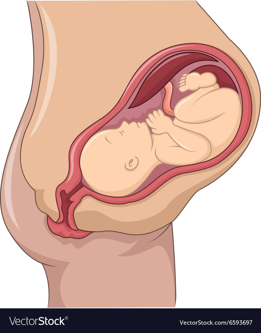 pix Pregnant Baby In Womb Cartoon vectorstock