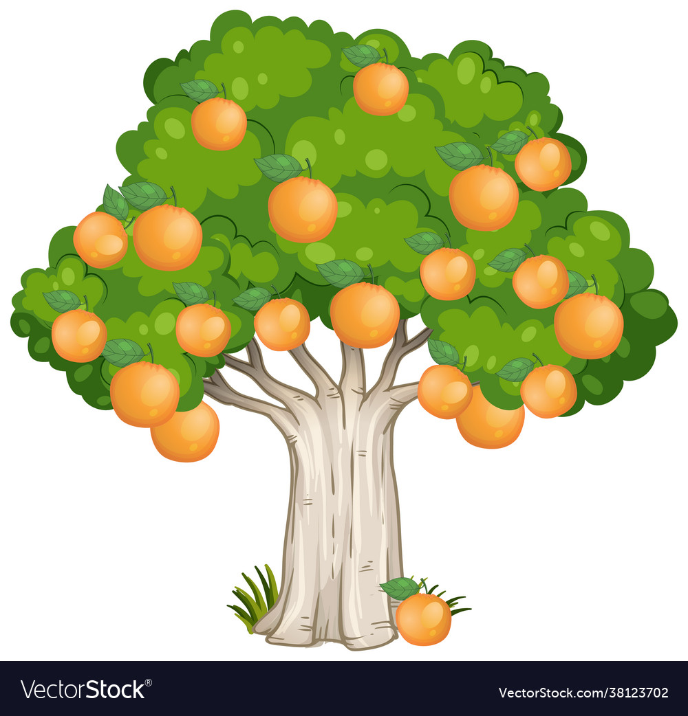 Orange tree isolated on white background Vector Image