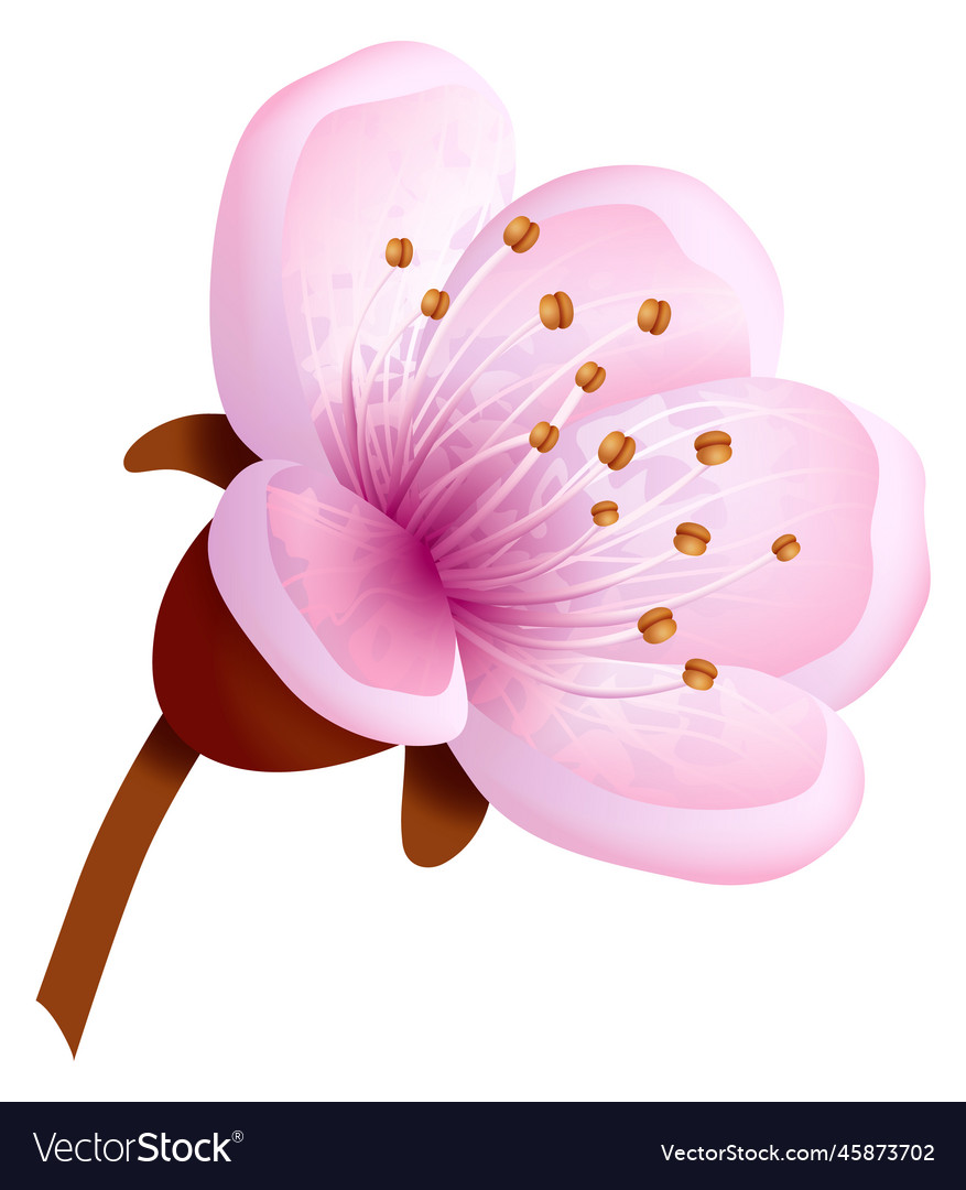 Sakura flower element japanese realistic pink Vector Image