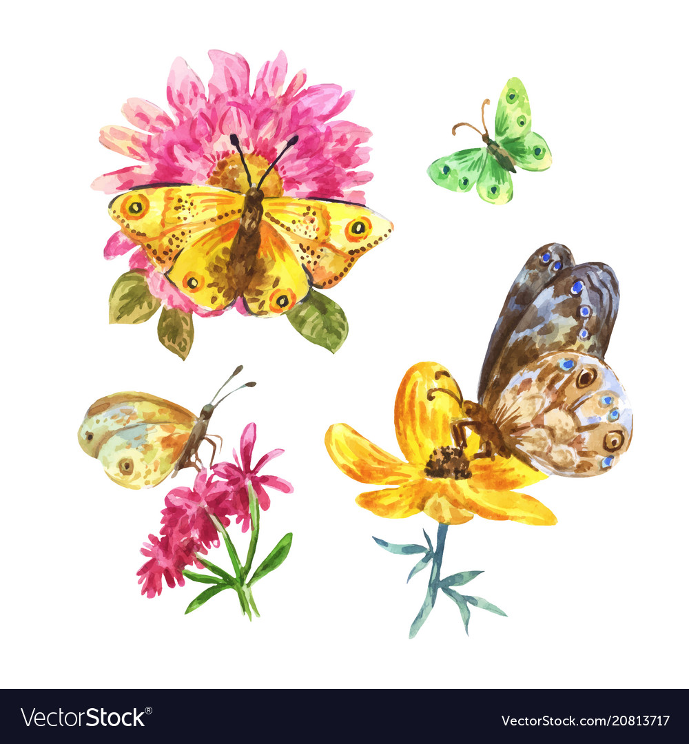 Set watercolor butterflies on white background Vector Image