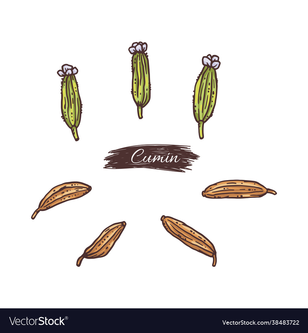 Cumin seeds and flower pods engraving