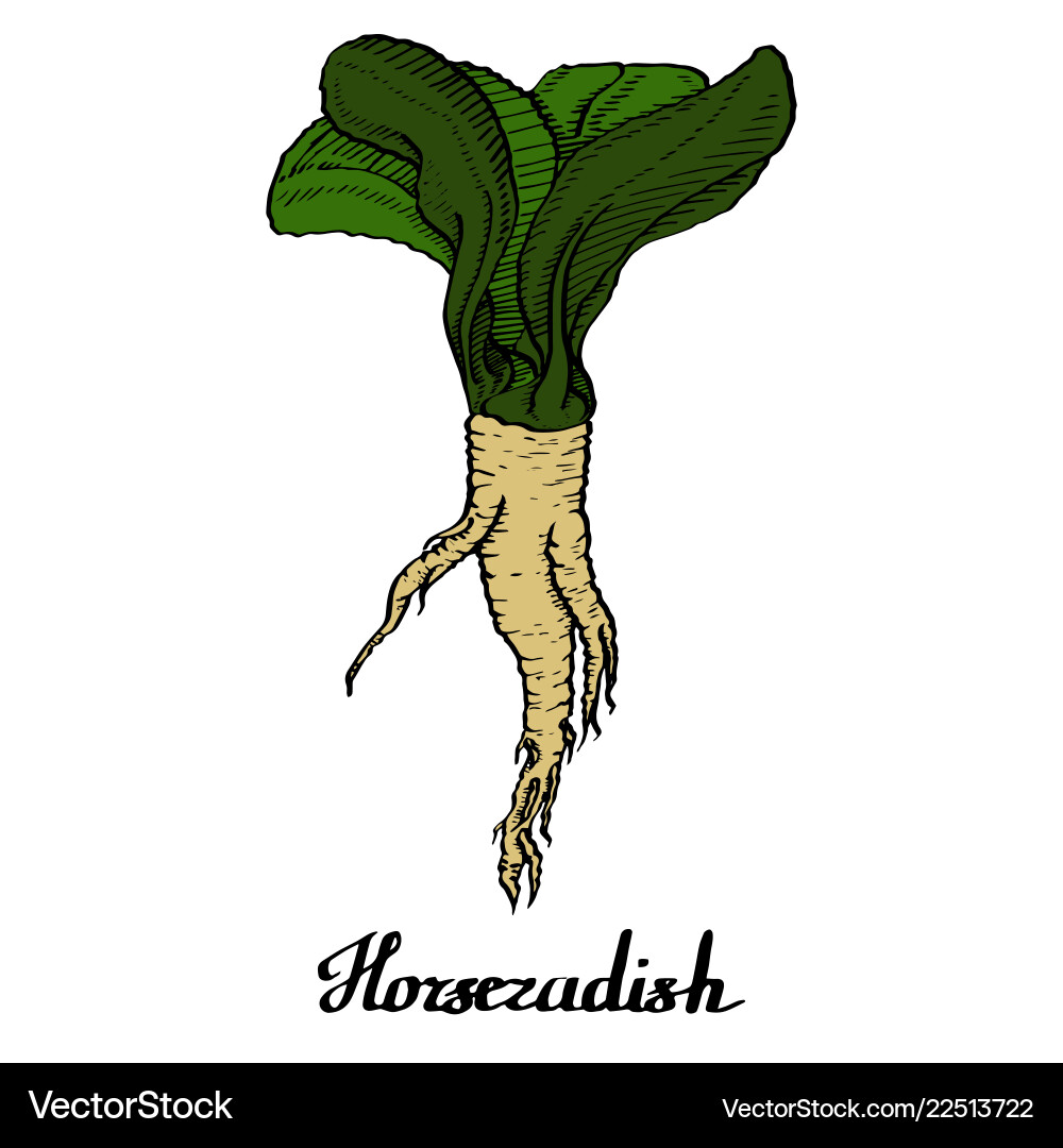 Horseradish coloured calligraphy poster Royalty Free Vector