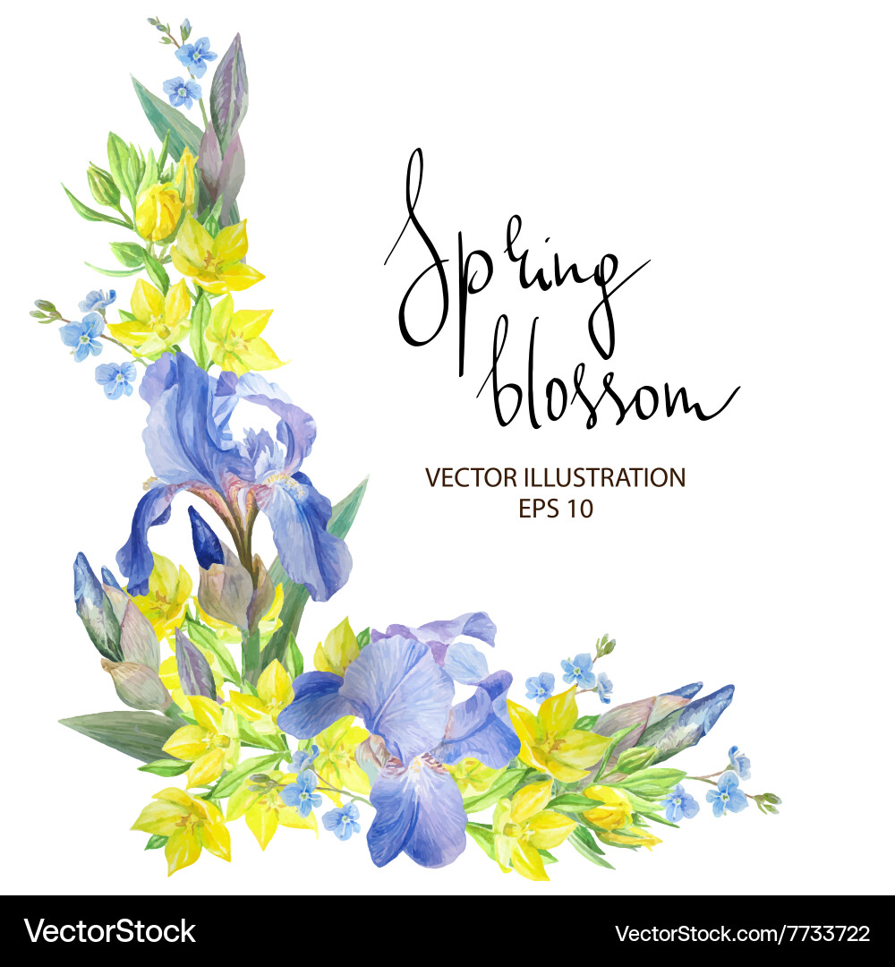 Iris blossom Royalty Free Vector Image - VectorStock