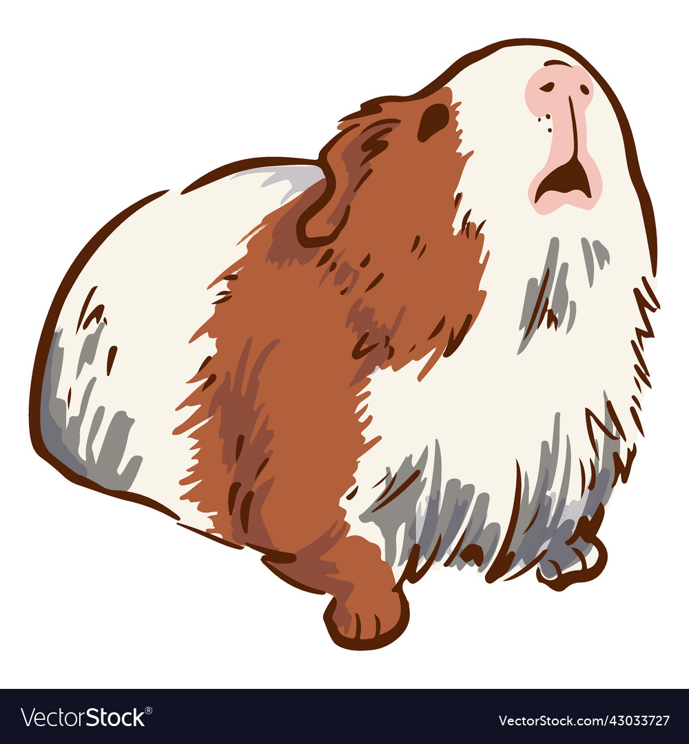 Looking up guinea pig Royalty Free Vector Image