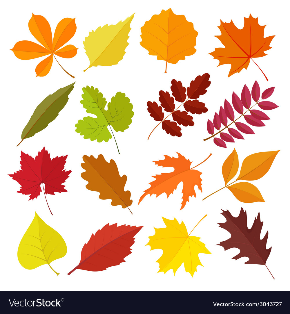 Set of autumn leaves Royalty Free Vector Image