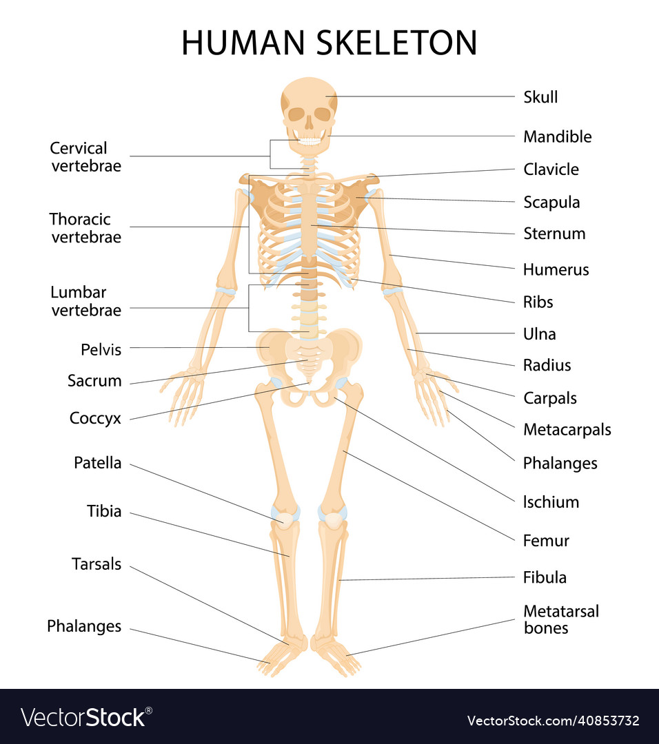 Human skeletal system with letterings of bones Vector Image