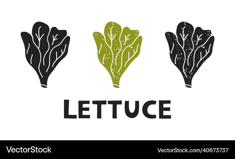 Lettuce silhouette icons set with lettering Vector Image